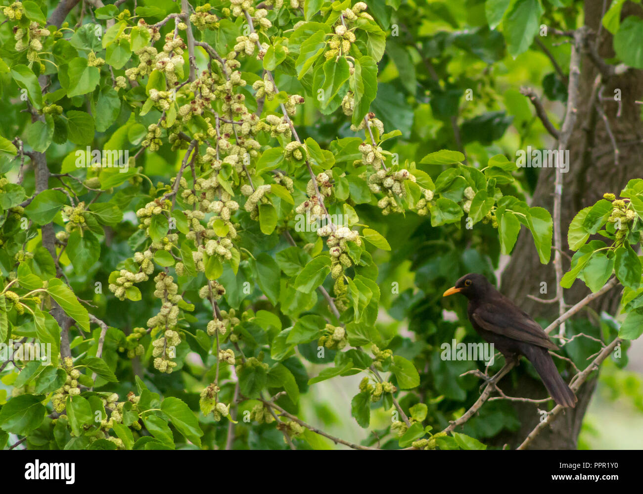 Turdus merula  Male Blackbird perching in a white Mulberry tree Eating Fruit, Morus alba Stock Photo