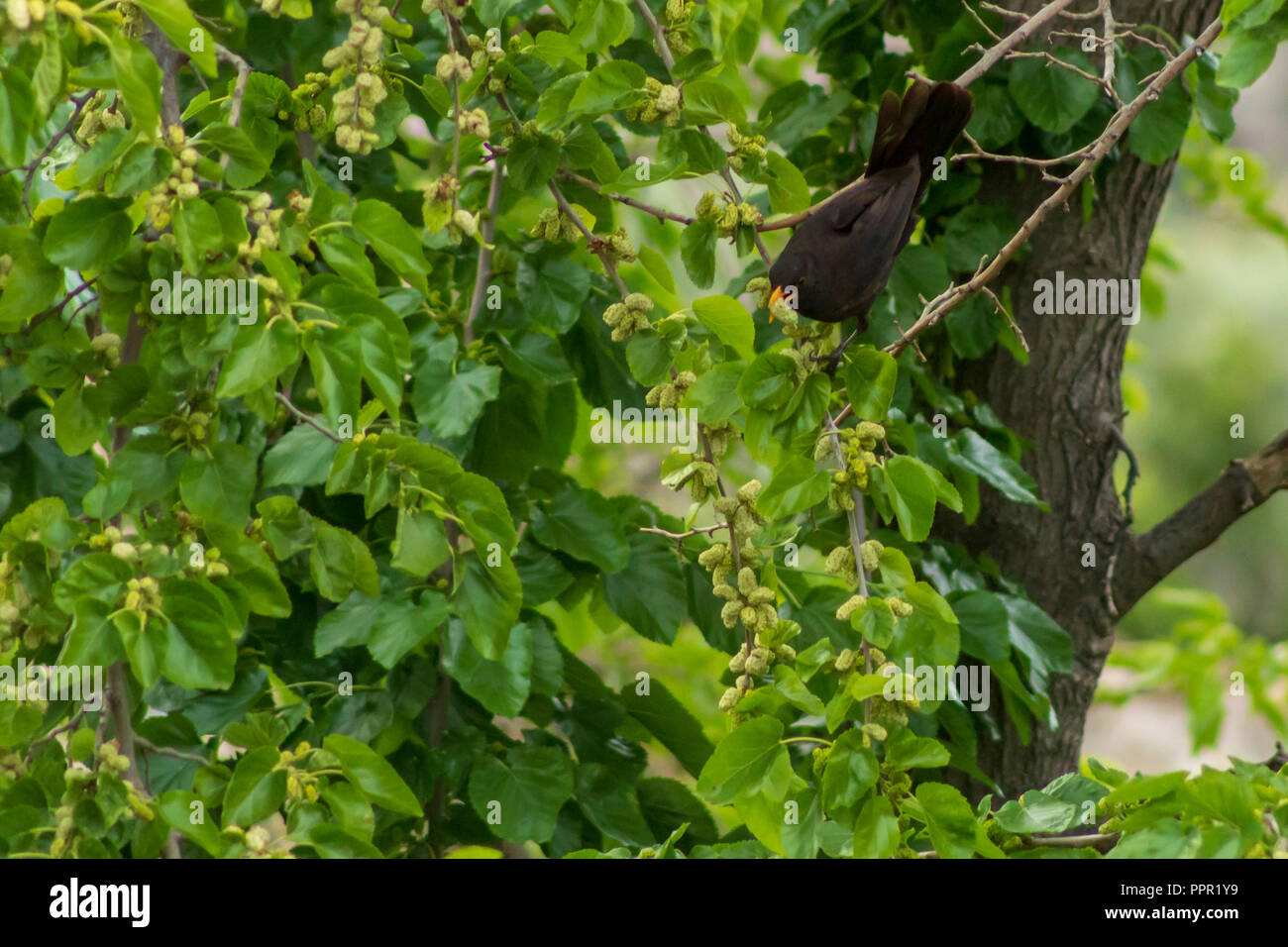 Turdus merula  Male Blackbird perching in a white Mulberry tree Eating Fruit, Morus alba Stock Photo