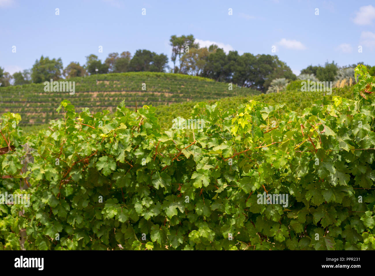 Sonoma valley is world renowned for its wineries Stock Photo Alamy