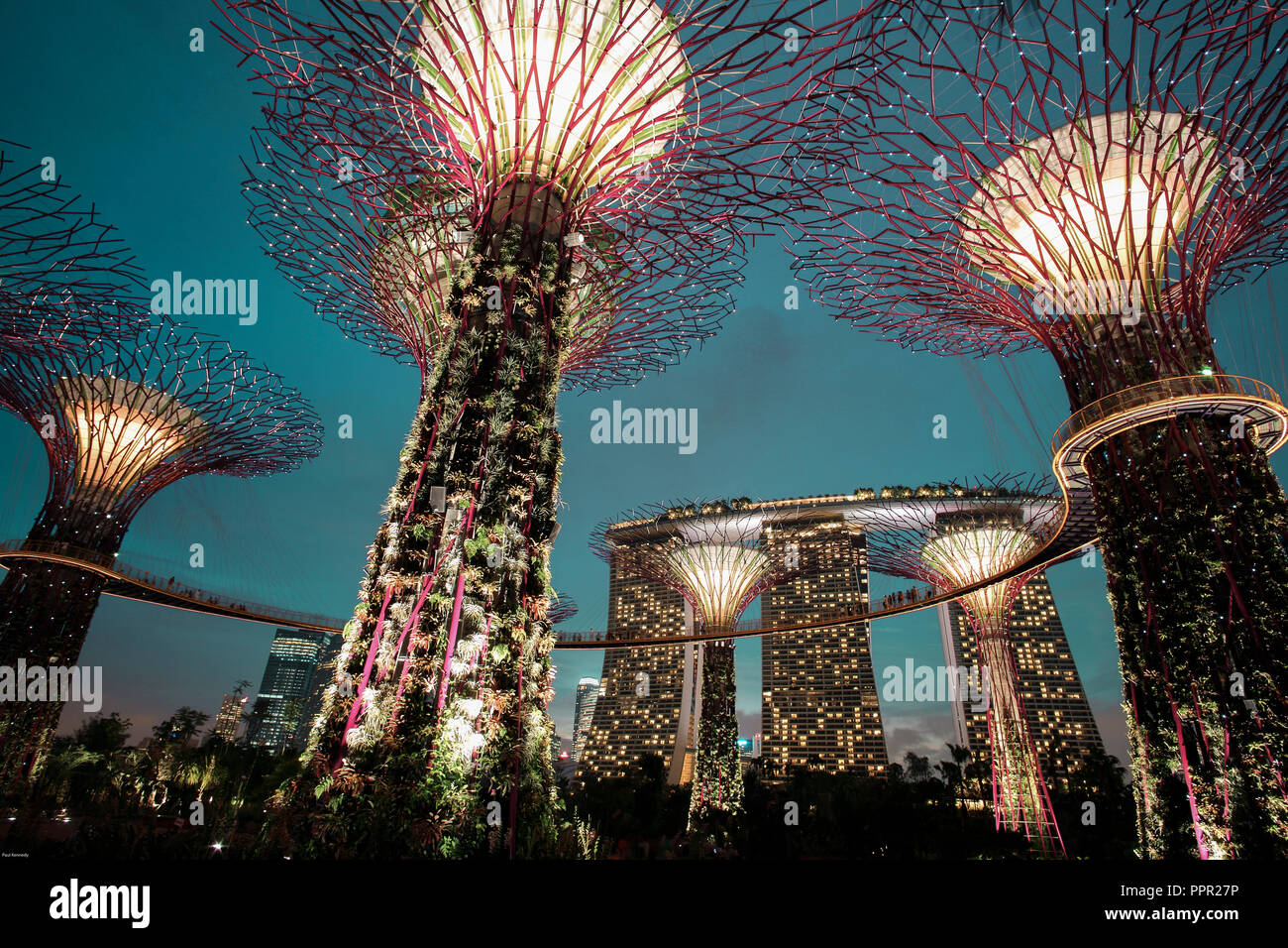 Supertree grove light show on dusk at Gardens by the bay in Singapore