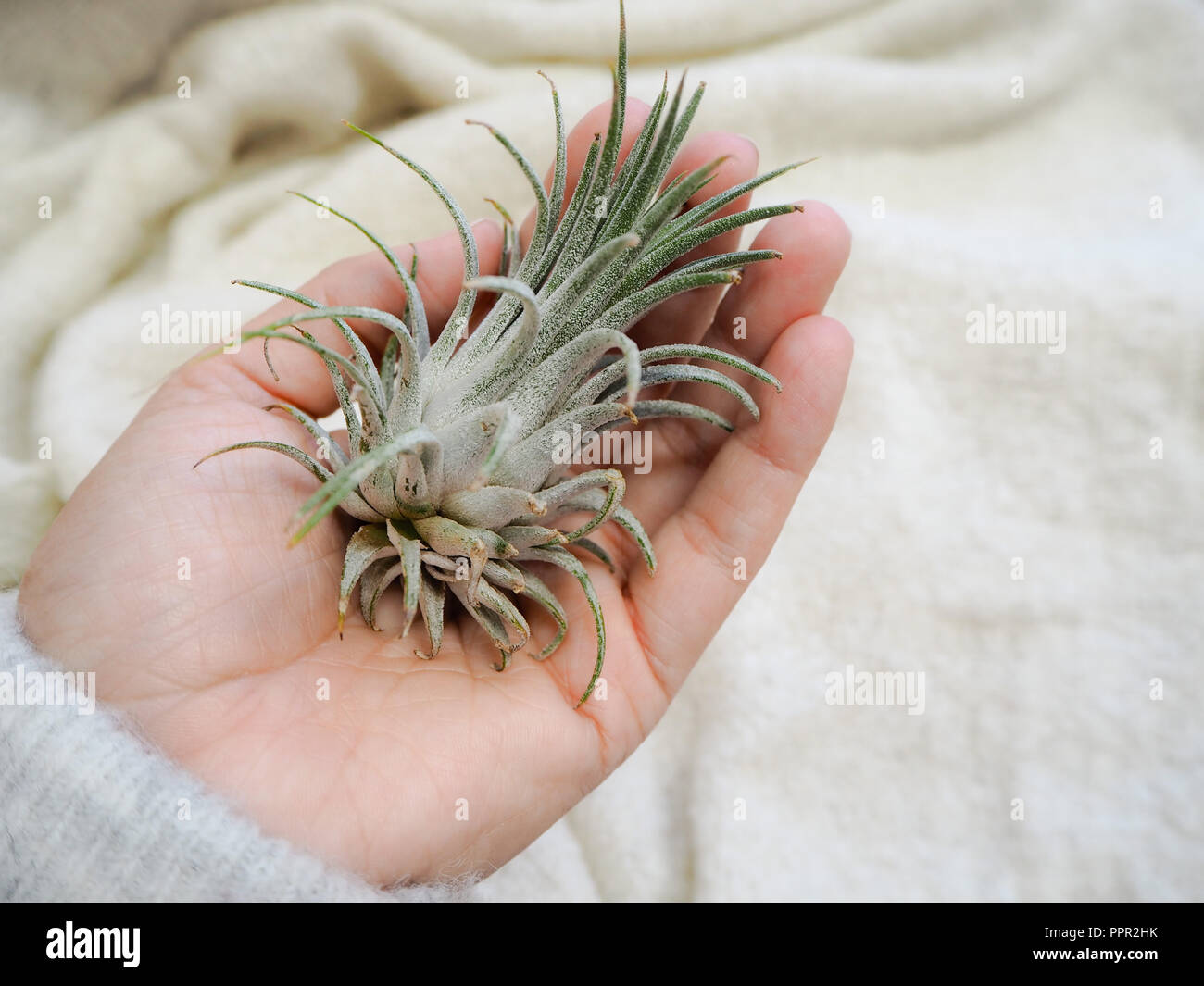 Hand holding a tillandsia ionantha air plant against a white soft background Stock Photo