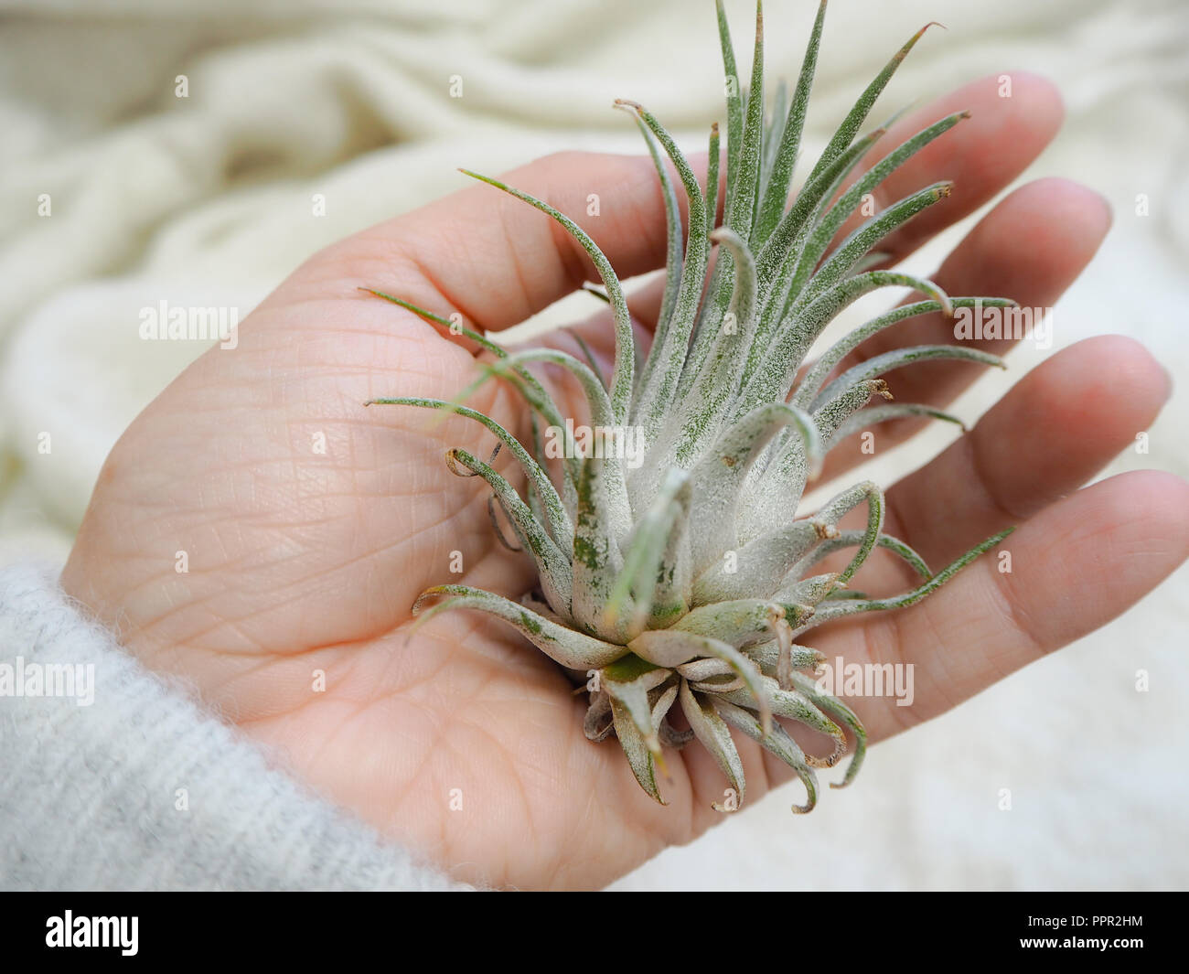Air plant hi-res stock photography and images - Alamy