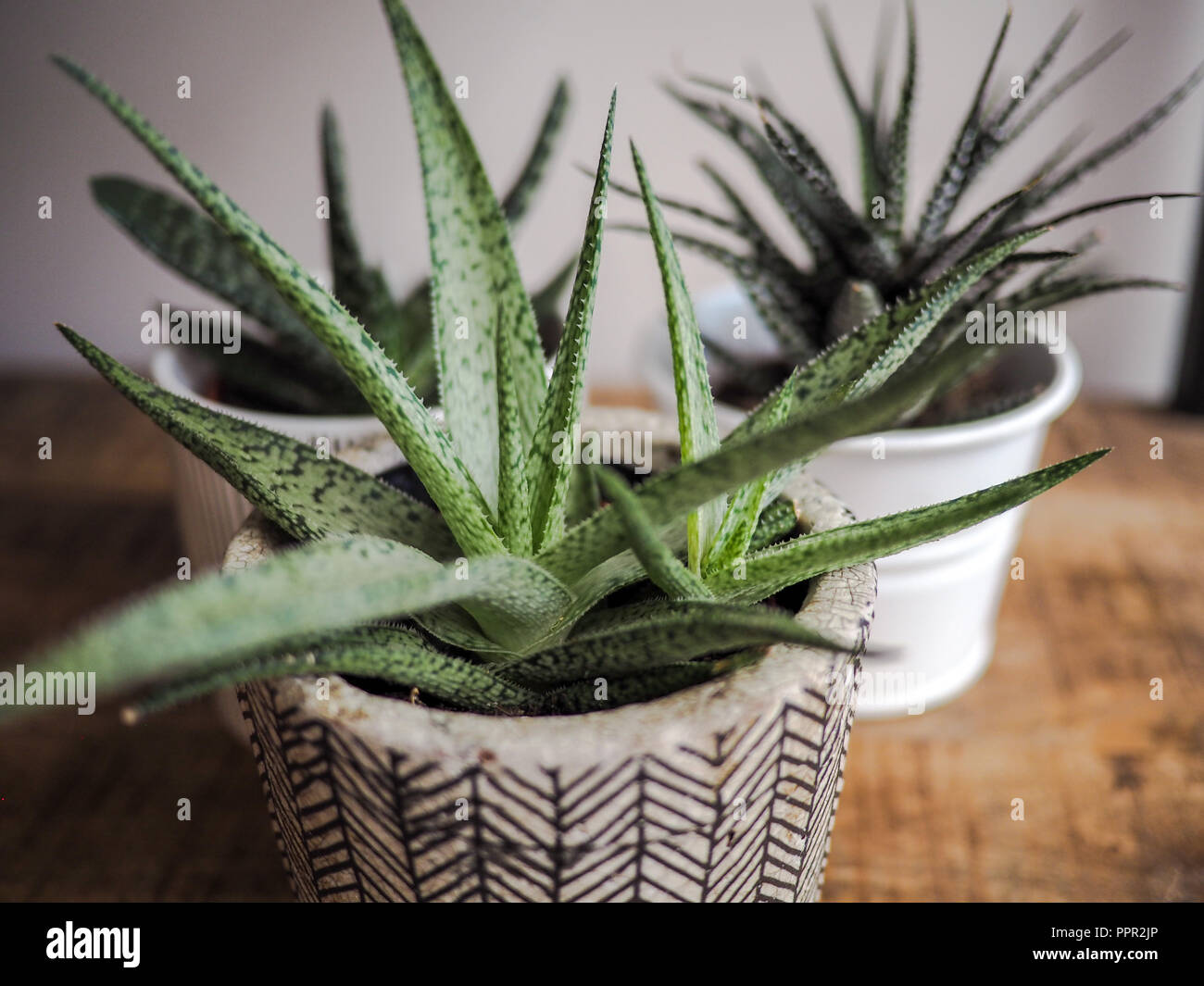 pots for plants indoor Easy Care Variety Bundle main image 1
