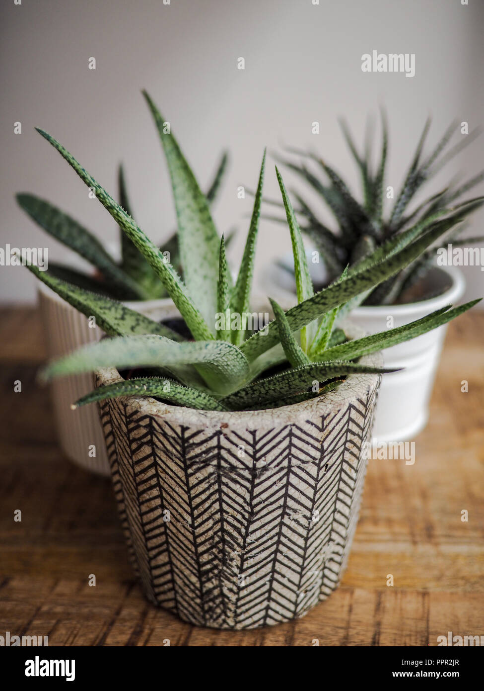 Haworthia limifolia succulent with a baby offshoot in a striped pot standing on a wooden table indoo Stock Photo