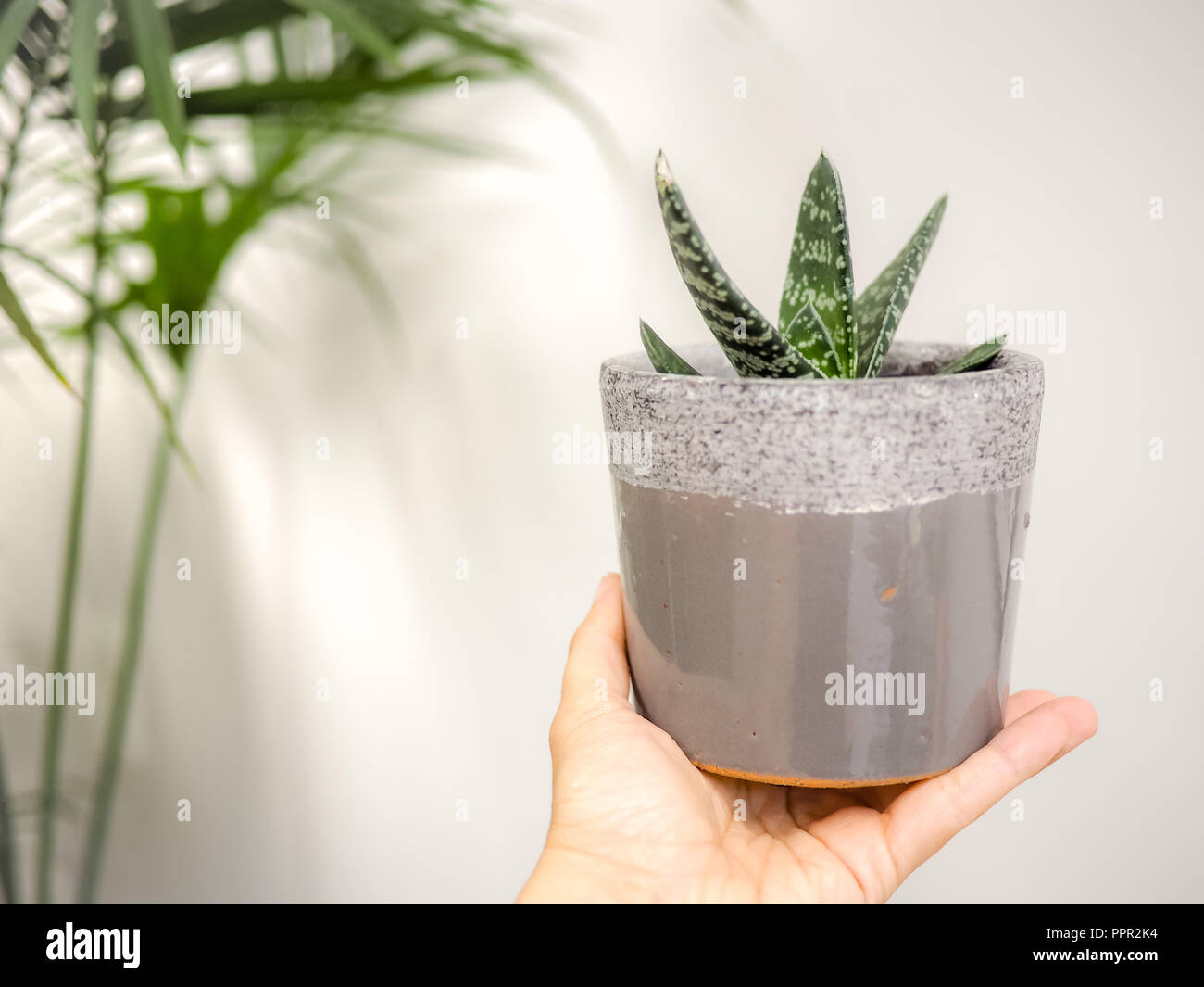 Hand holding a Gasteria Pillansii succulent indoors against a white wall Stock Photo