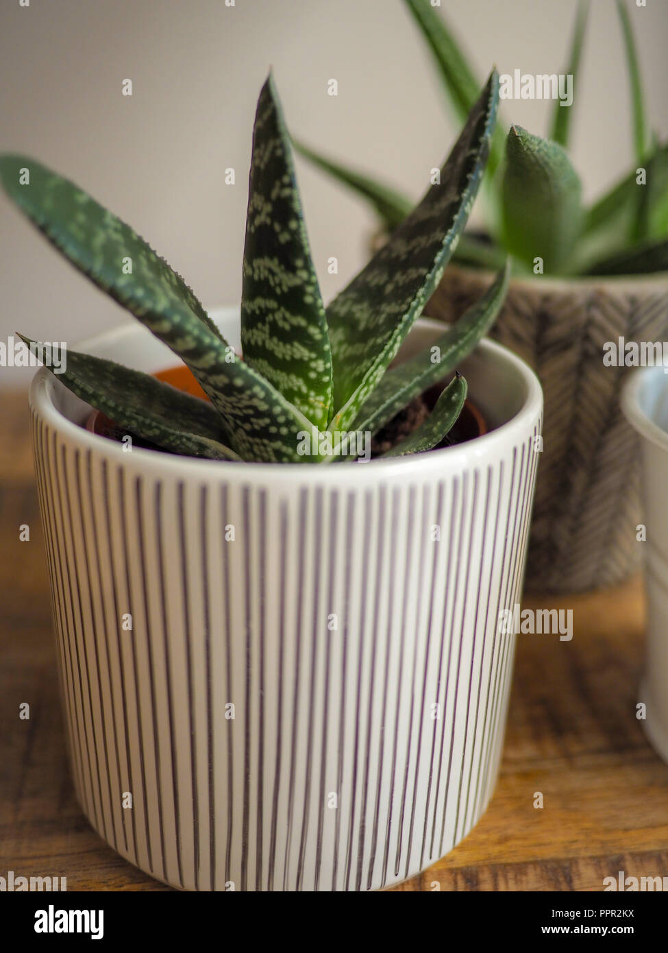 Young Gasteria Pillansii in a pot indoor on a wooden table Stock Photo
