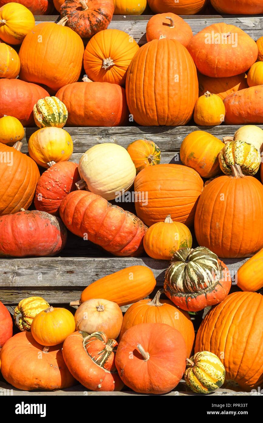 Pumpkins background Stock Photo