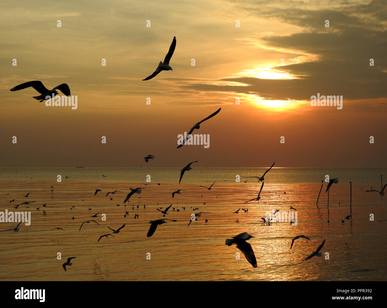 Silhouette seagull bird  flying at sunset in Thailand. Stock Photo