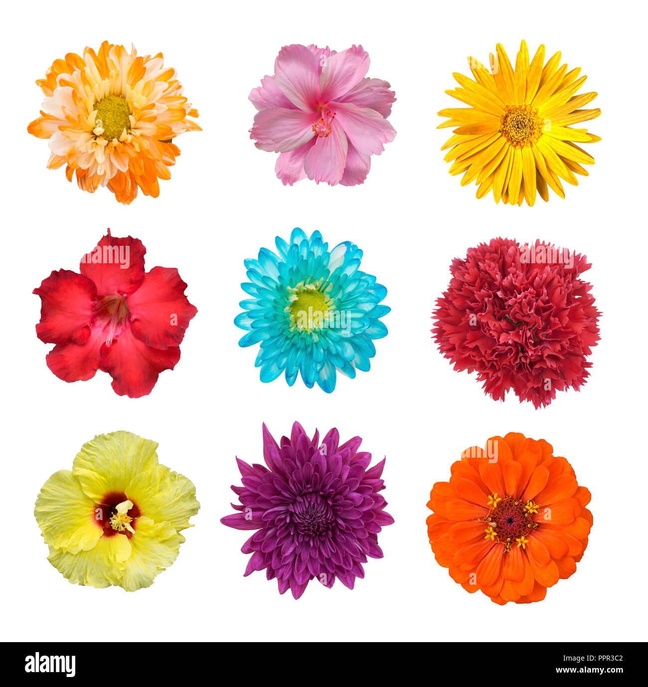 Big Selection of Various Flowers Isolated on White Background. Red, Pink, Yellow, blue Colors including rose, dahlia, marigold, zinnia, straw flower,  Stock Photo