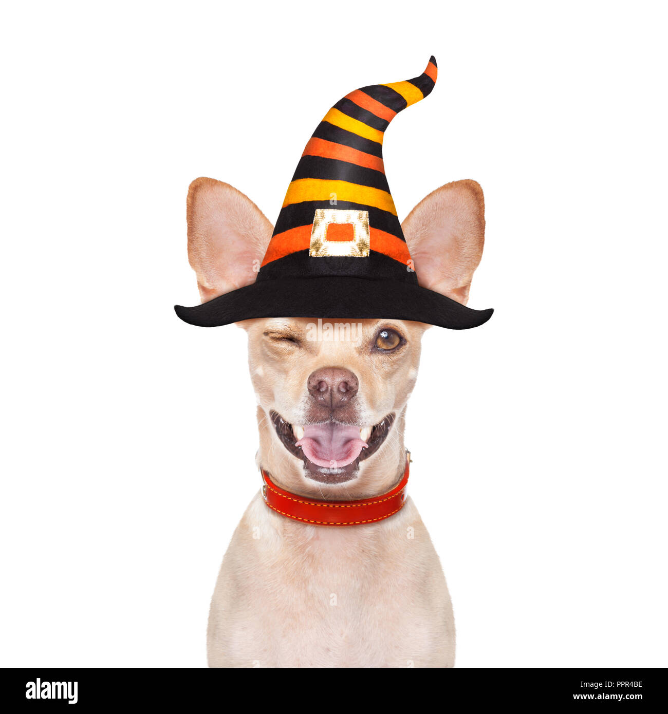 Halloween Devil Chihuahua Dog Scared And Frightened Isolated On White Background Wearing A Witch Hat Behind White Blank Banner Or Placard Poster Stock Photo Alamy