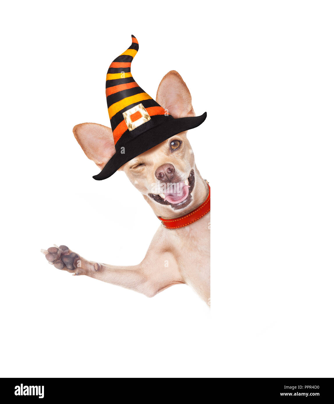 halloween devil,chihuahua dog scared and frightened, isolated on white background, wearing a witch hat, behind white blank banner or placard poster Stock Photo