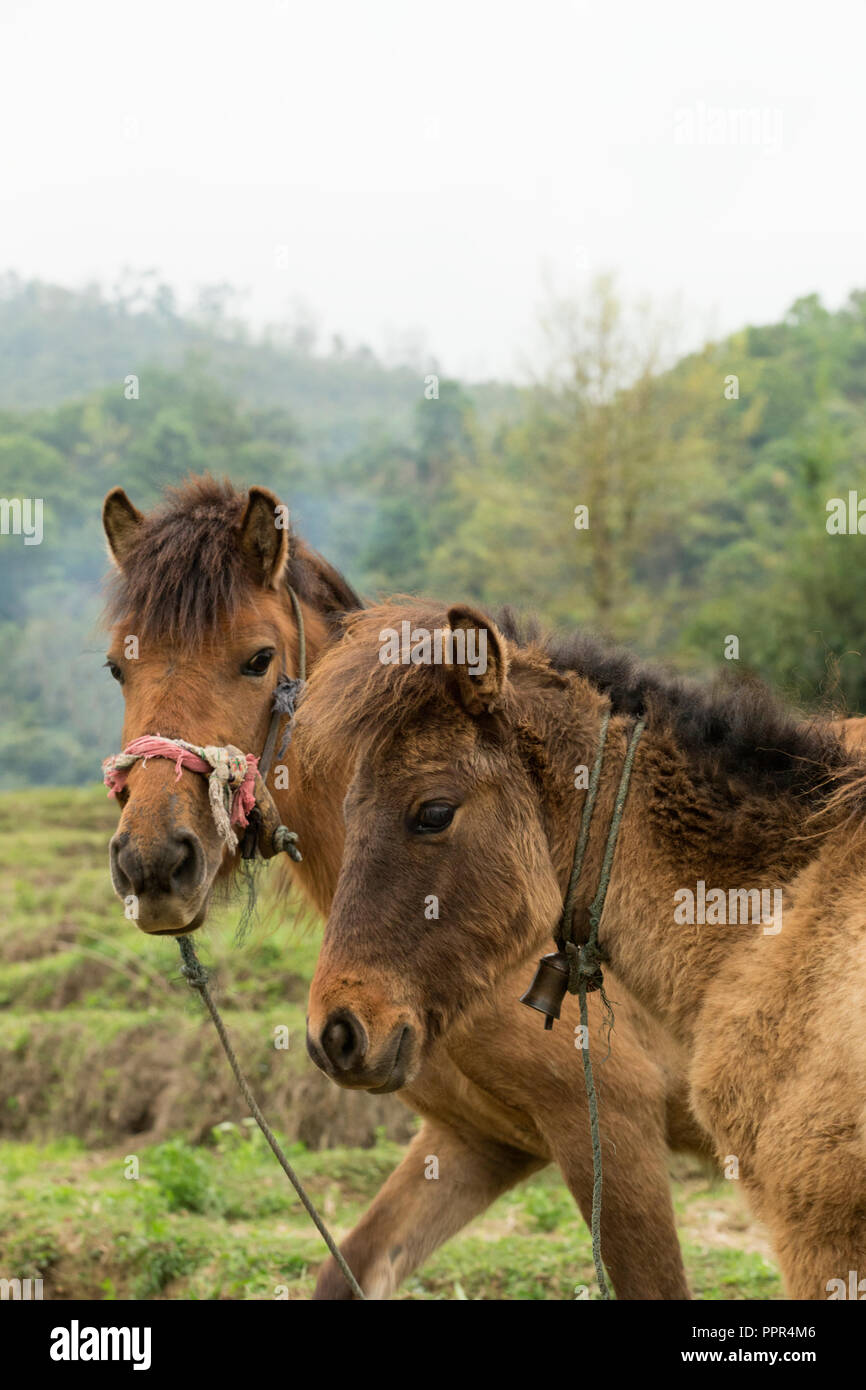 Rare Hmong horses, ponies in rice fields, Xieng Khuang, Laos, Asia Stock Photo