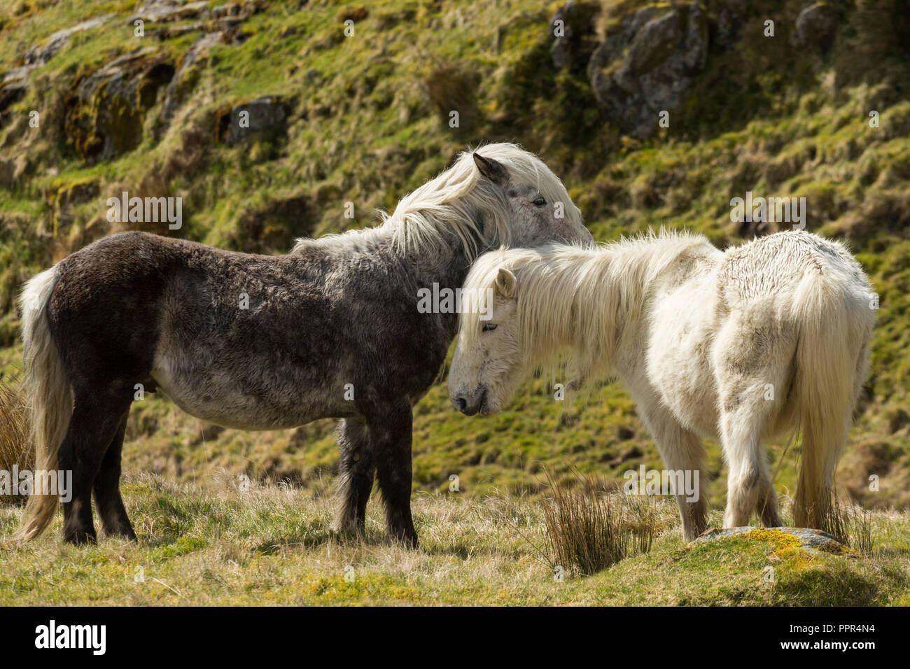Wild Eriskay ponies on Holy Isle, Scotland, Northern Europe Stock Photo