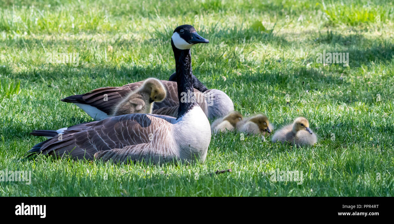 Canada goose queenstown bc 2025