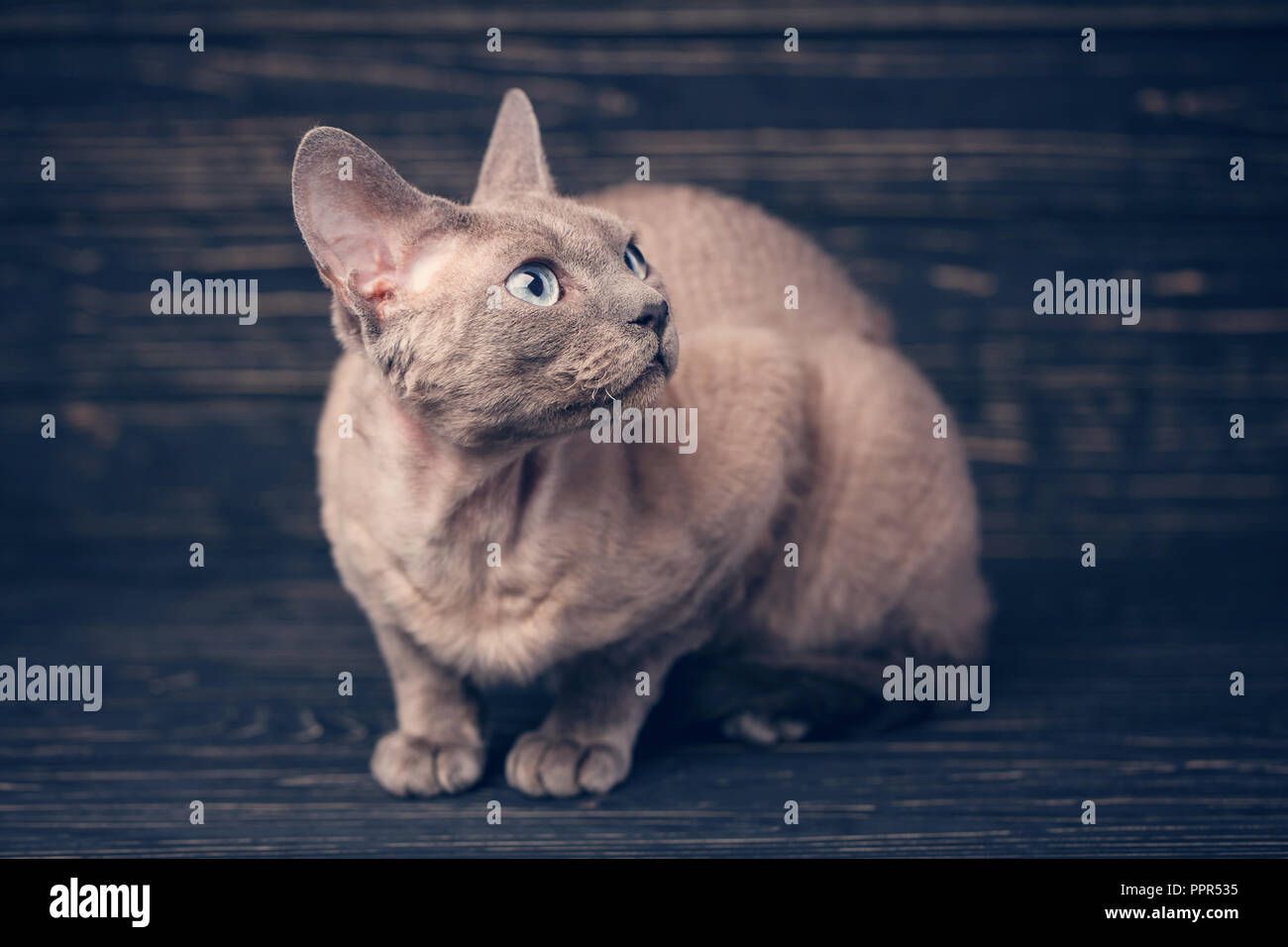 Lying devon rex cat. looking away on dark background Stock Photo