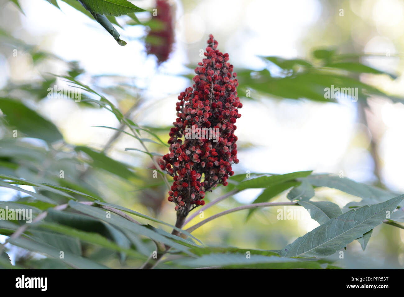 Sumac berries hires stock photography and images Alamy