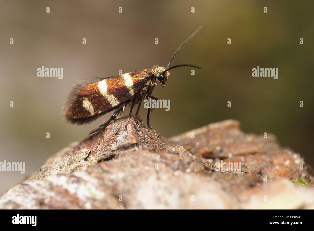Micromoth (Micropterix aureatella) perched on tree bark. Tipperary, Ireland Stock Photo