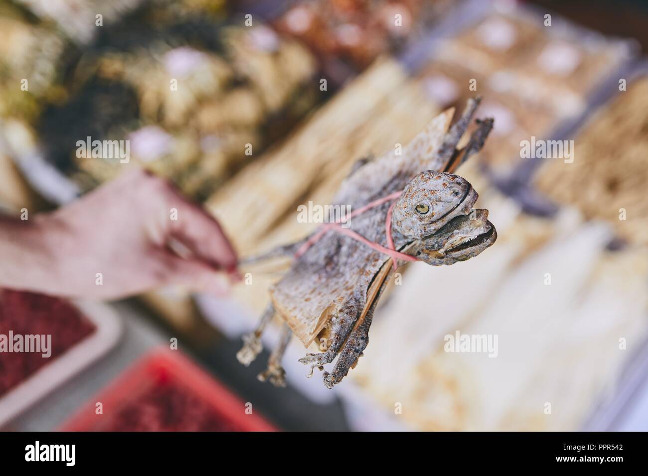 Human hand holding dried tokay gecko in shop of traditional Chinese medicine. Chinatown street market in Singapore. Stock Photo