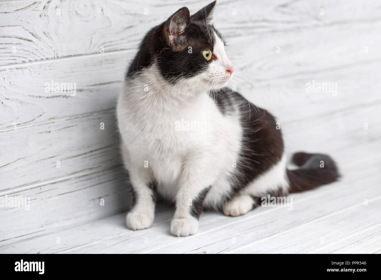 Animal, cat and pet concept Portrait of a black and white cat on a