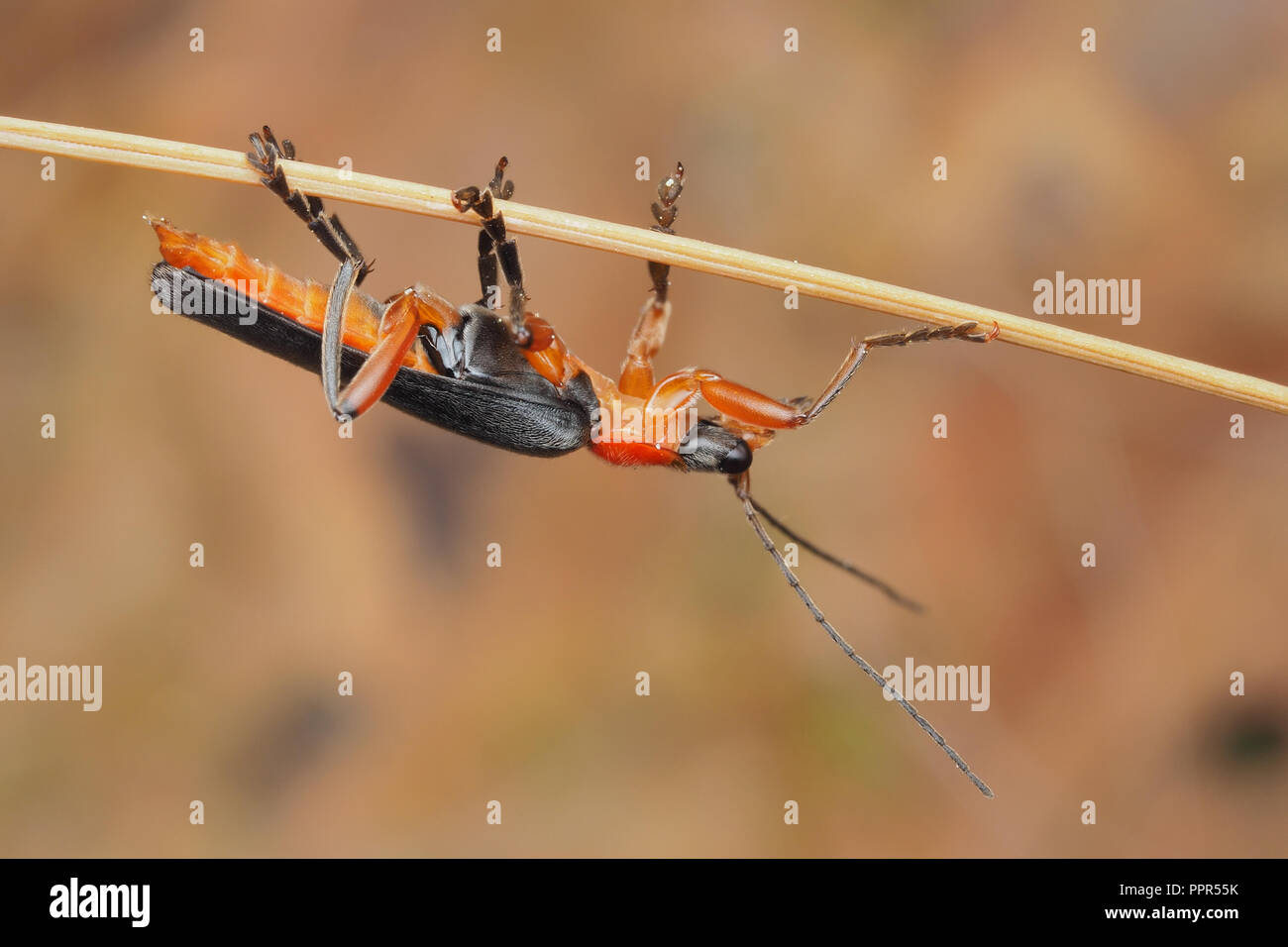 Species of soldier beetle hires stock photography and images Alamy