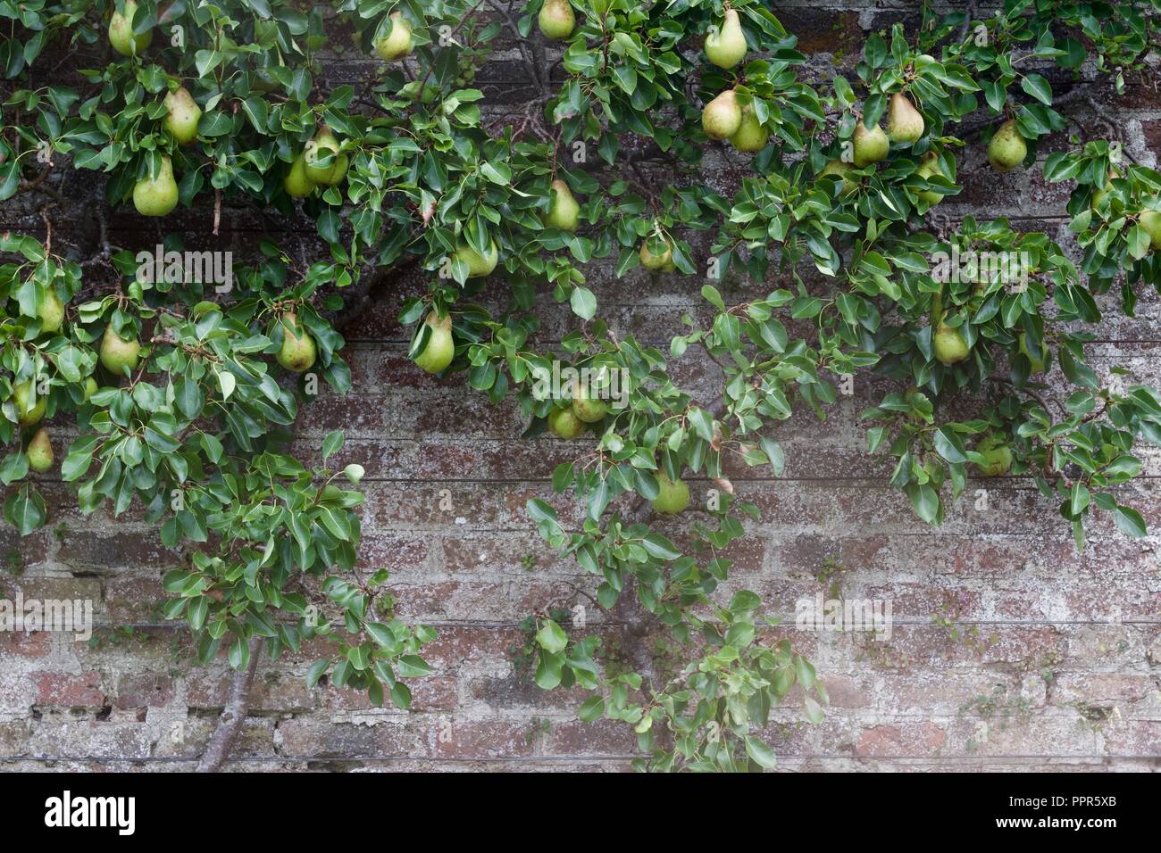 Espalier pear tree growing against a centuries old brick wall and wire trellis with fresh