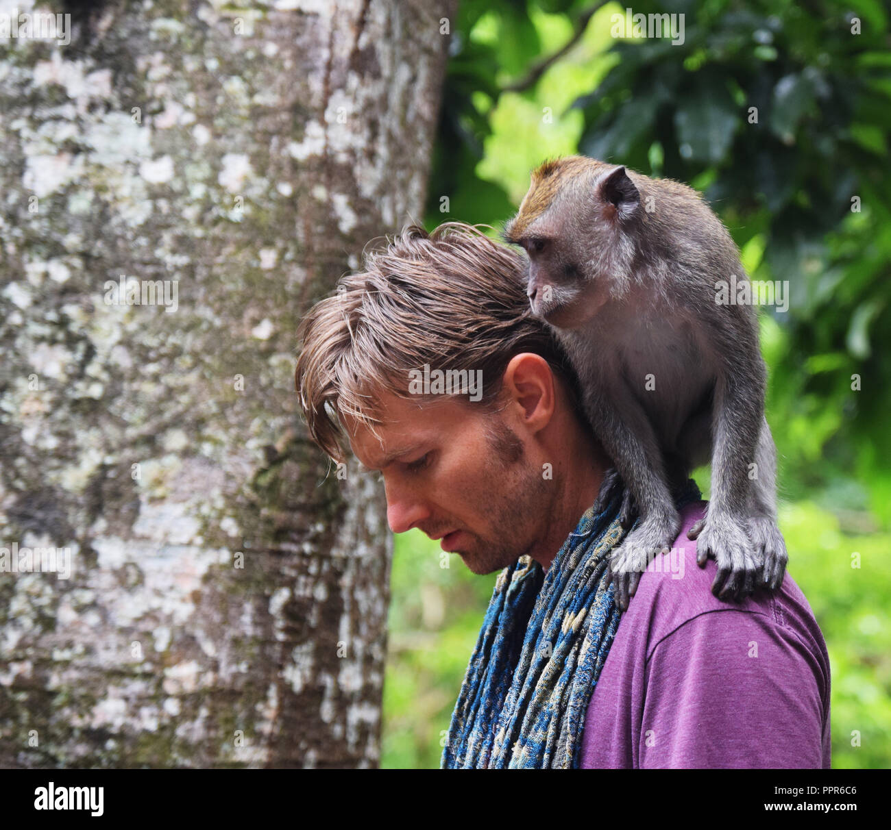 Monkey shoulder hires stock photography and images Alamy