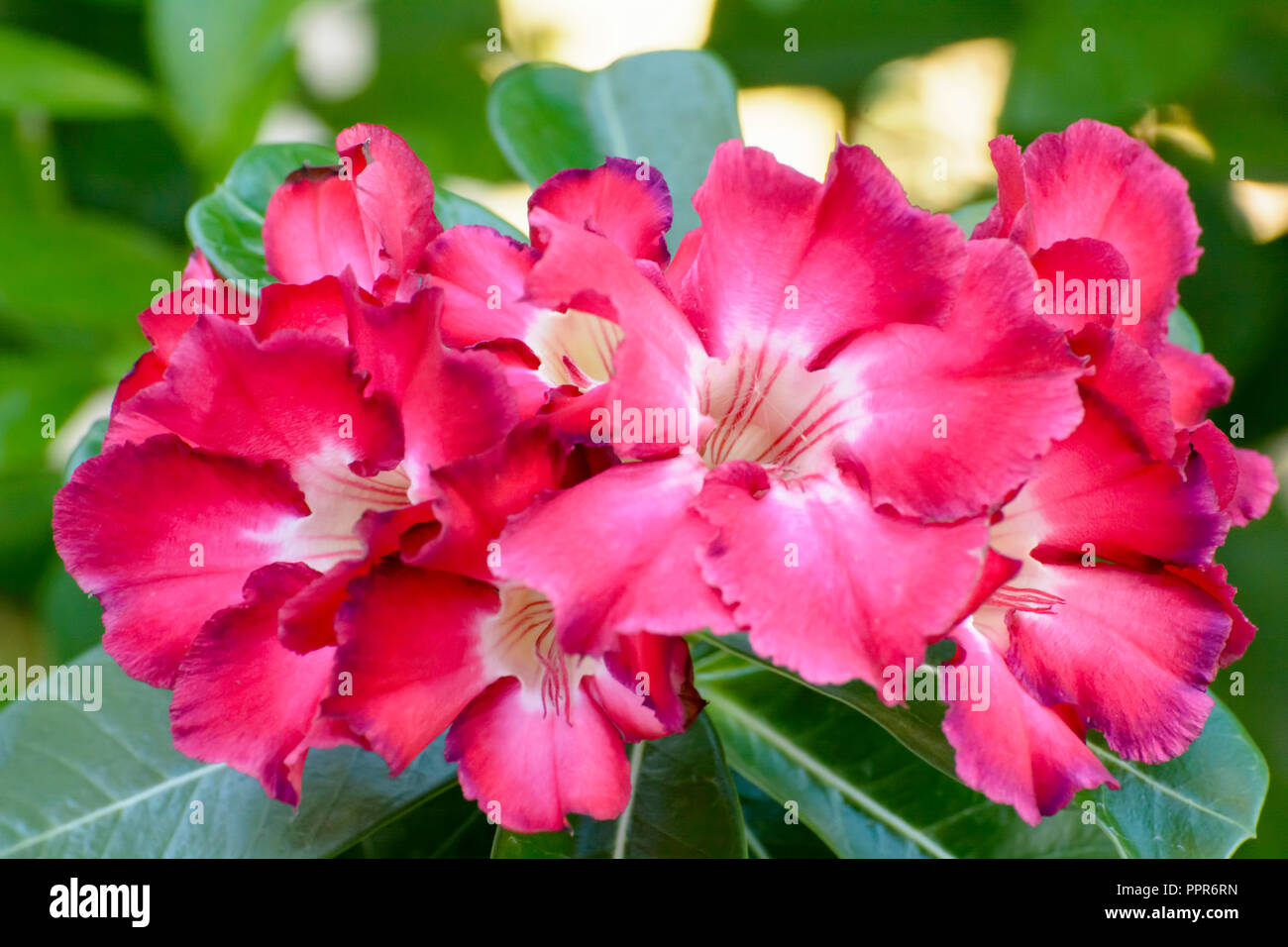 Desert Rose is a brightcolored flowers. Desert Roses are Thai Flower