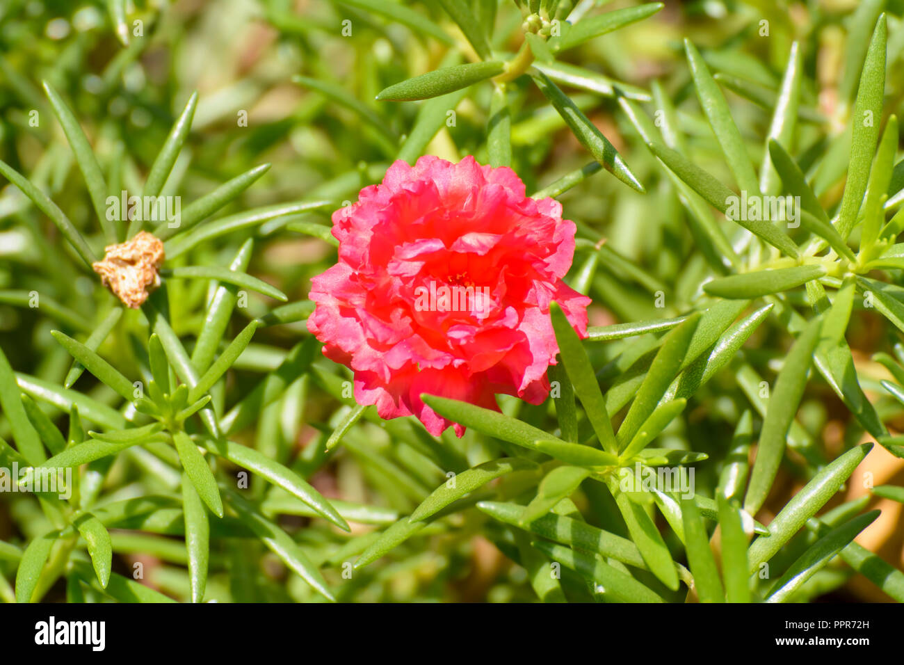 Portulaca is the type genus of the flowering plant family Portulacaceae. Stock Photo