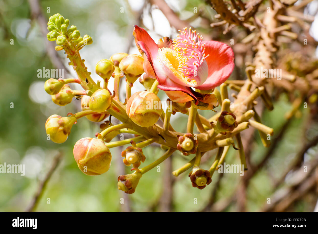 Couroupita Guianensis Known By Several Common Names Including Cannonball Tree Is A Deciduous Tree In The Family Lecythidaceae Stock Photo Alamy