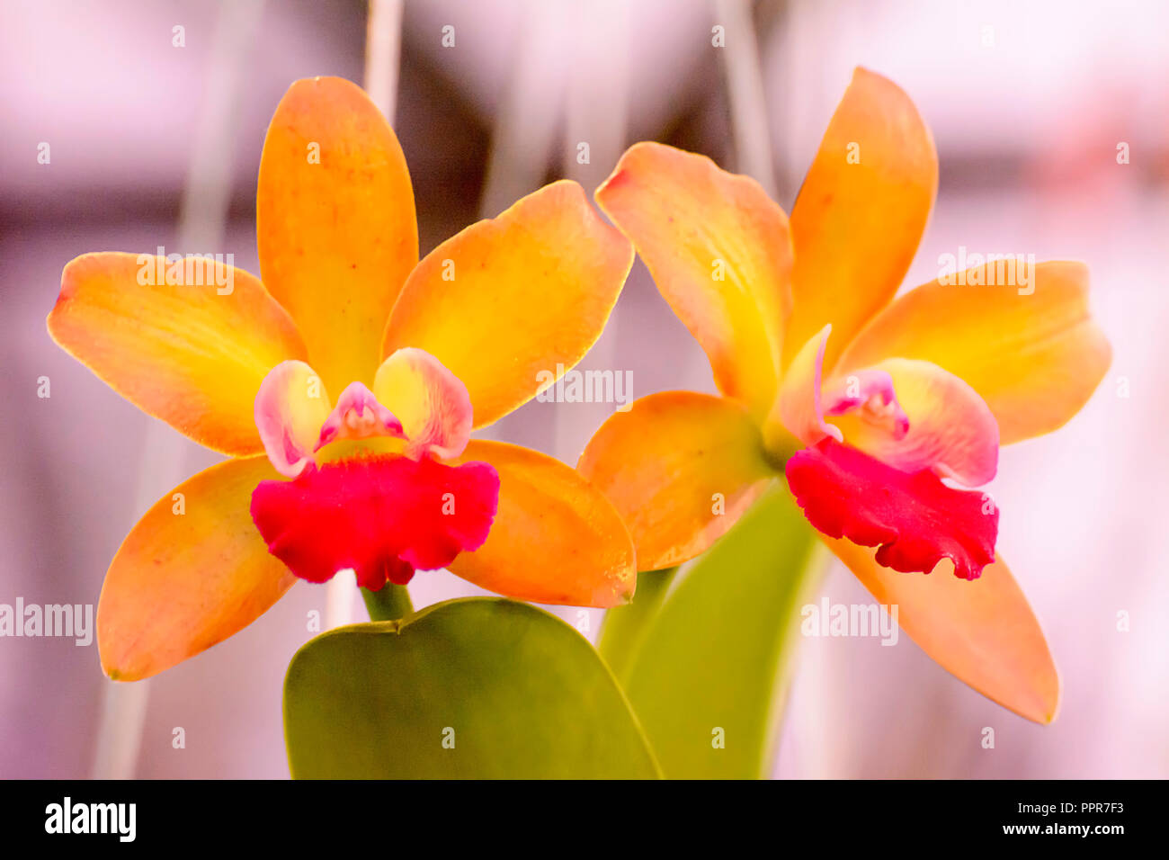 Cattleya is a genus of 113 species of orchids from Costa Rica and the Antilles south to Argentina. Stock Photo