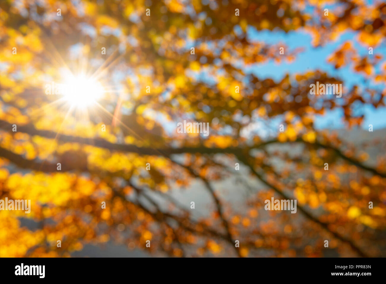 Yellow and orange leaves on tree branches and bright sun rays piercing ...