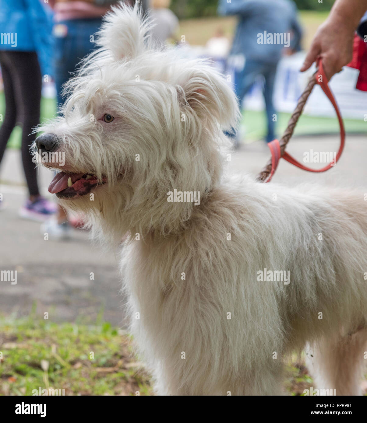 white half-breed Ardennes Bouvier, summer day Stock Photo