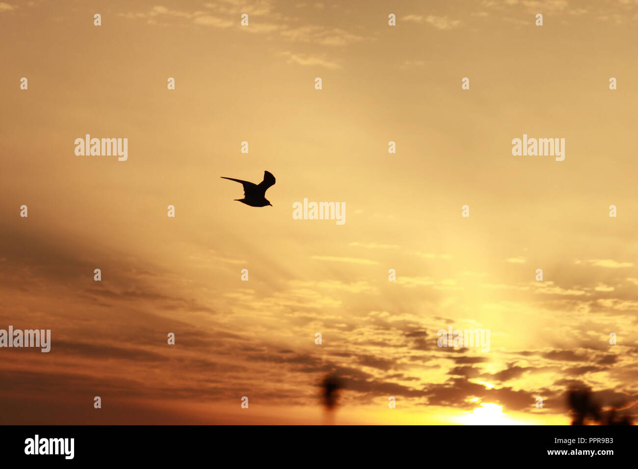 Silhouette of bird flying in the sunset sky, Weymouth. Stock Photo