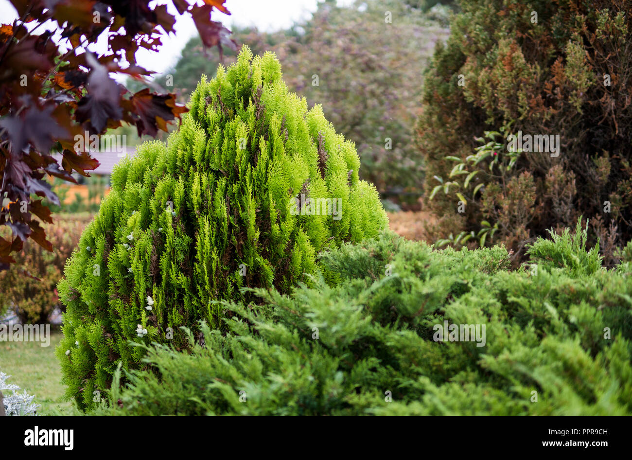 Green hedge of thuja trees. Green hedge of the tui tree. Nature, background. Stock Photo