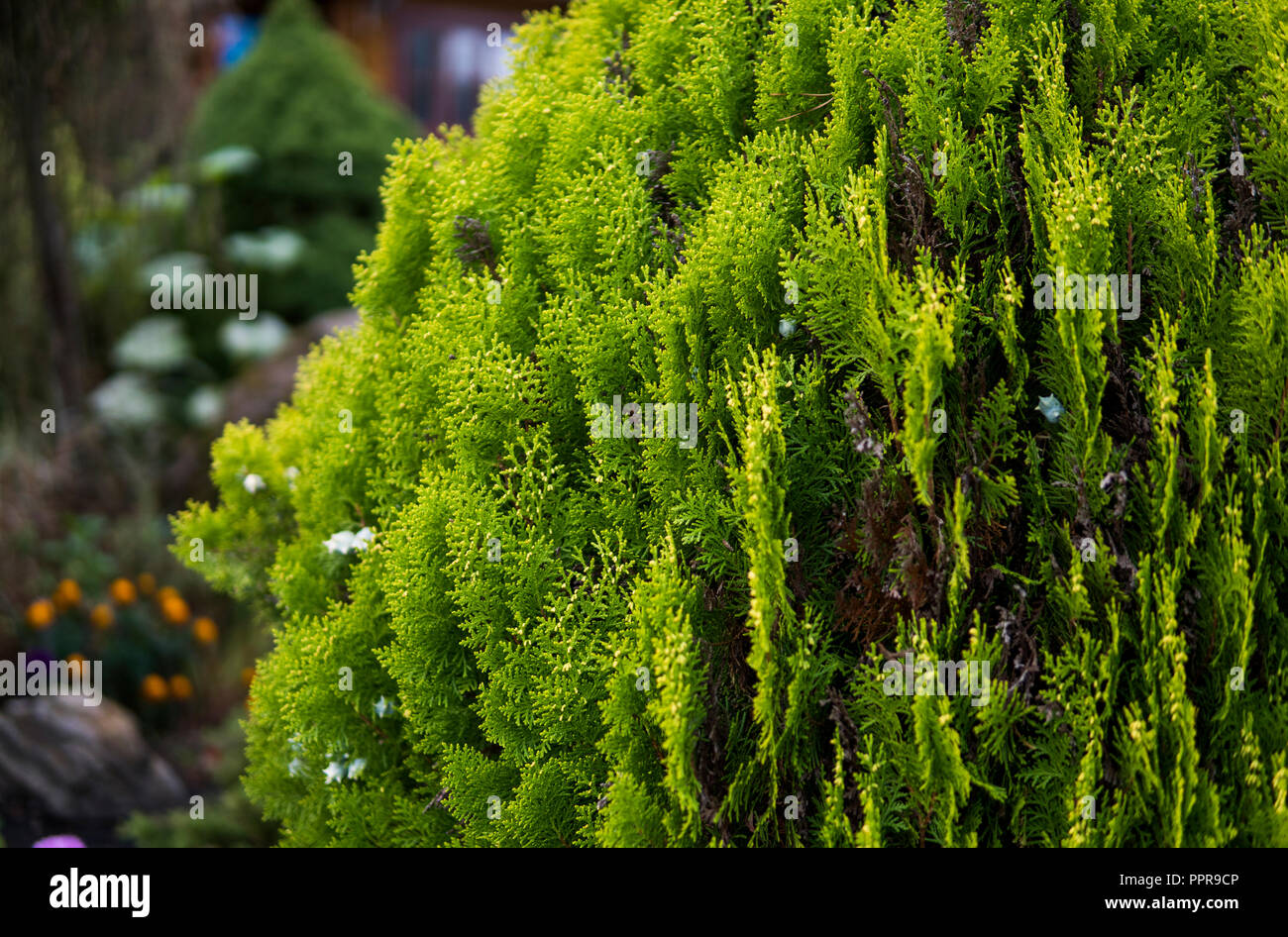 Green hedge of thuja trees. Green hedge of the tui tree. Nature, background. Stock Photo