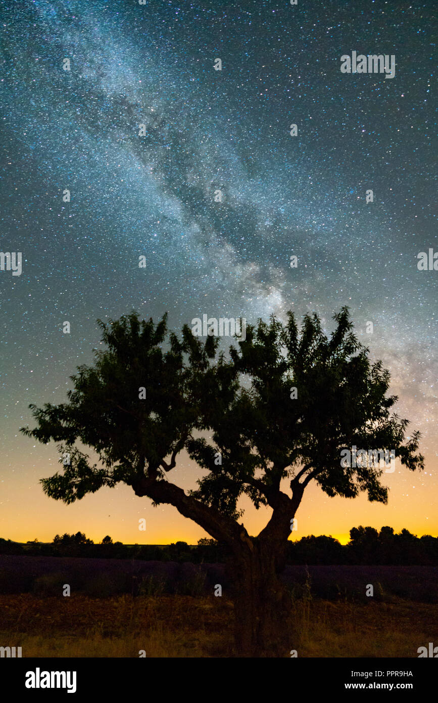 The Milky Way in the night sky with silhouette of olive tree in the foreground, Provence, France Stock Photo