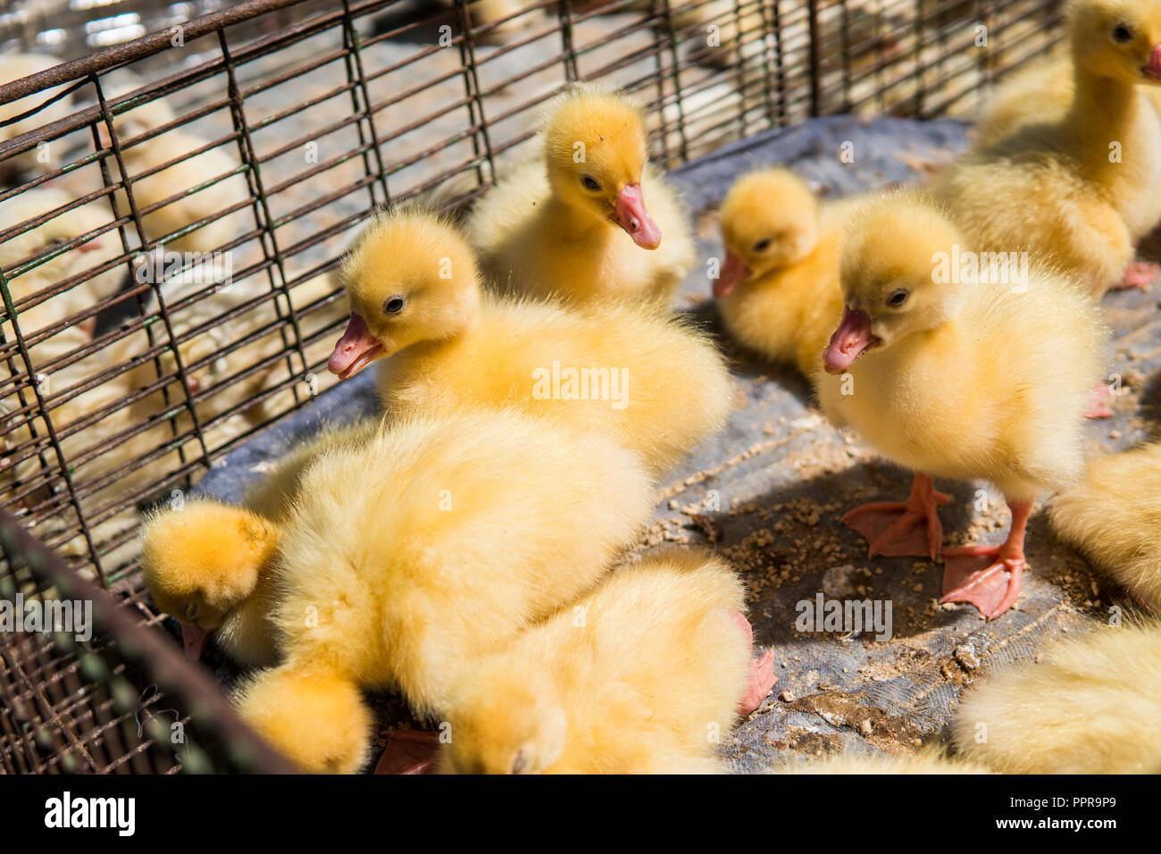 Yellow Duck In A Box From Metal Net For Sale On A Fair Incubator Ducklings For Sale Agriculture Farming Stock Photo Alamy Yellow Duck In A Box From Metal Net For Sale On A Fair Incubator Ducklings For Sale Agriculture Farming Stock Photo Alamy