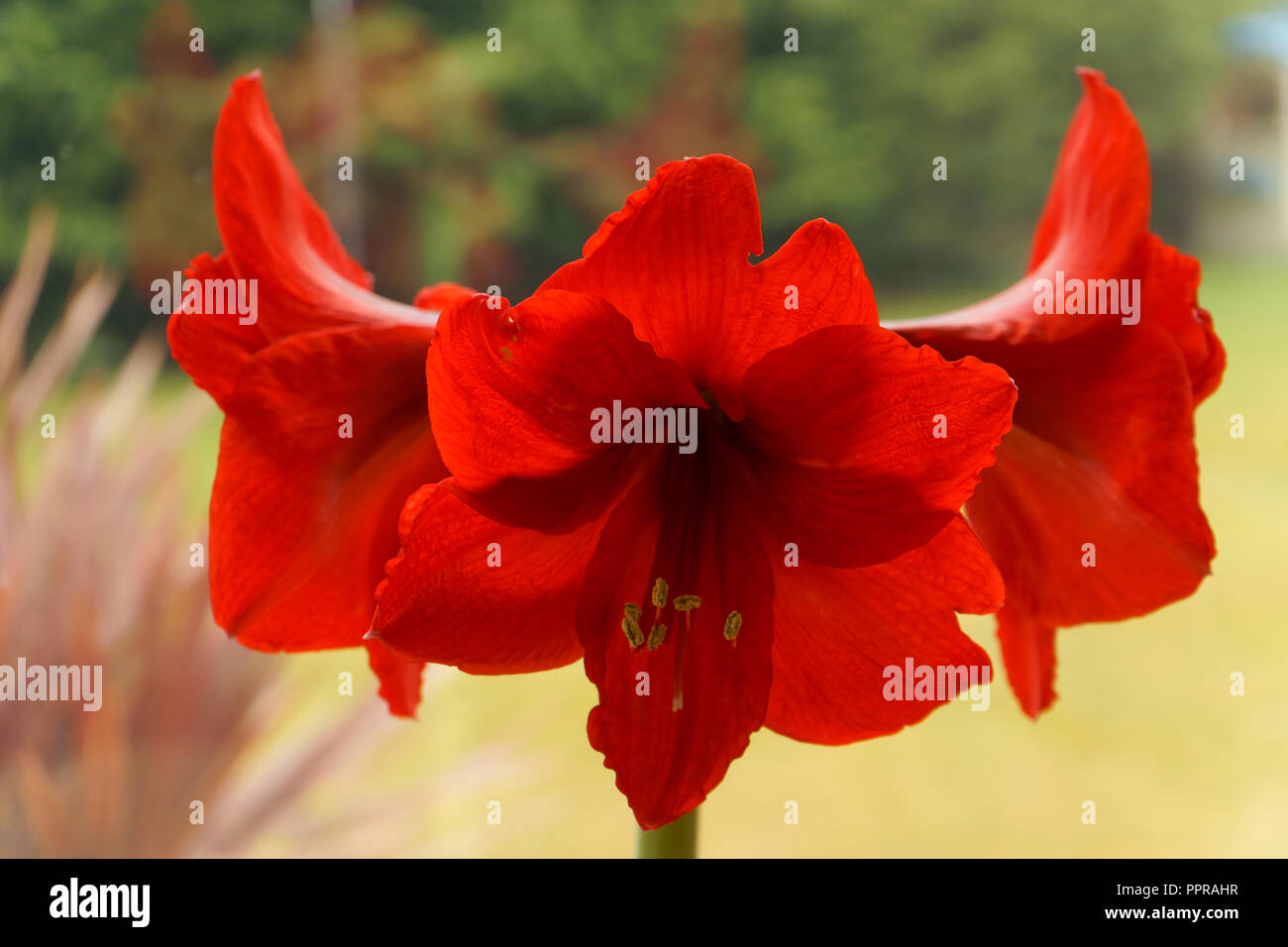 Red Amaryllis Hippeastrum Stock Photo