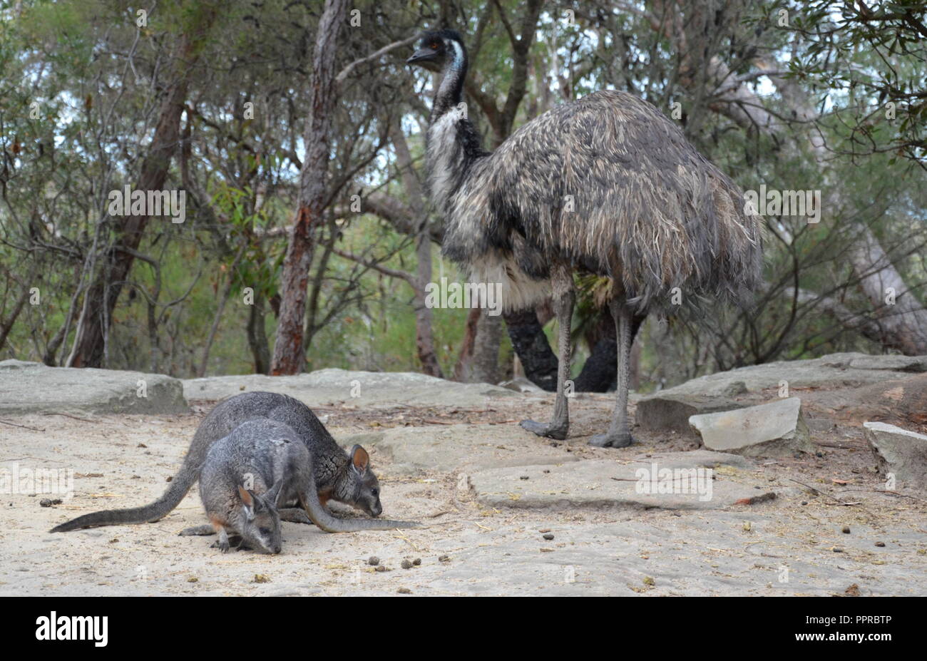 Rock-wallabies eating grass. Emu, Australia's largest bird in the background. Stock Photo
