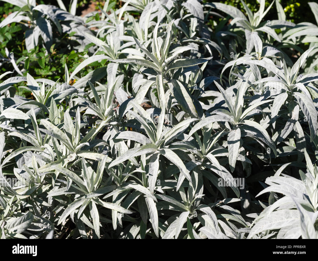 Silvery foliage of the ground covering hardy perennial, Artemisia ludoviciana 'Valerie Finnis' Stock Photo