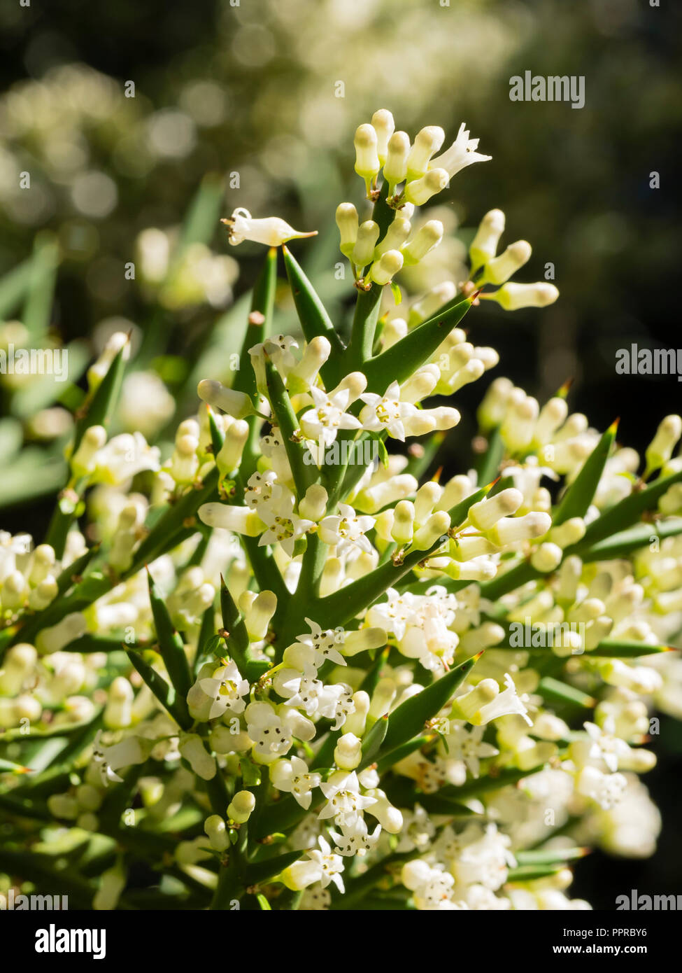 Early autumn white flowers adorn the spiny modified leaves of the half hardy Crucifixion thorn, Colletia hystrix (C.armata) Stock Photo