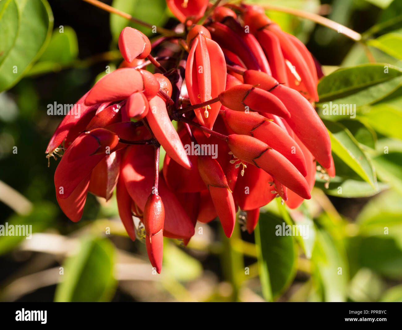 Red, waxy pea flowers of the tender to half hardy cockspur coral tree, Erythrina crista-galli Stock Photo