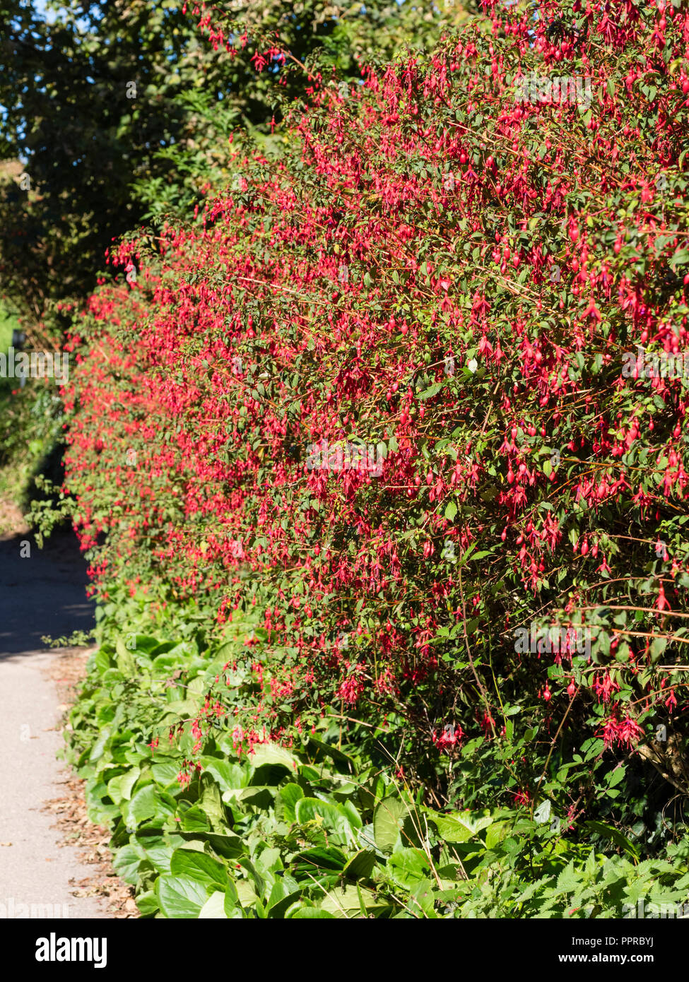 Red flowered, woody semi evergreen shrub, Fuchsia magellanica 'Ricartonii' used as a hedge in South Devon, UK Stock Photo