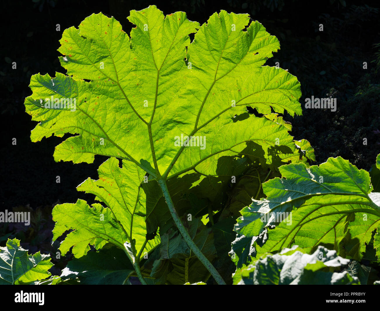 Backlit foliage of the giant leaved marginal aquatic hardy perennial, Gunnera manicata, showing the leaf structure Stock Photo