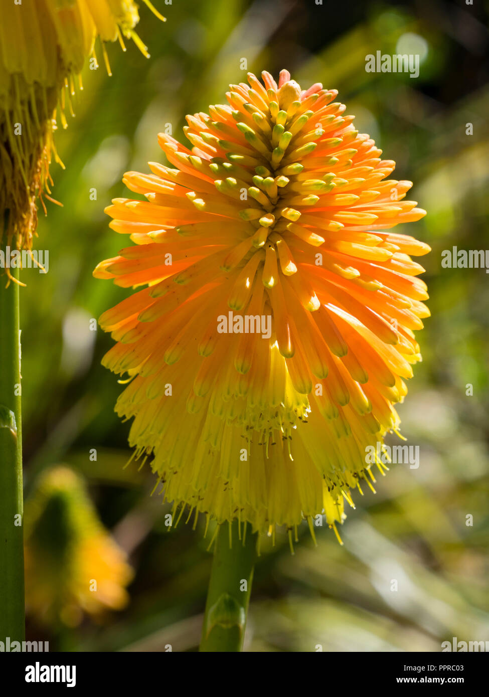 Large autumn flower head of the orange budded, yellow flowered torch lily, Kniphofia rooperi Stock Photo