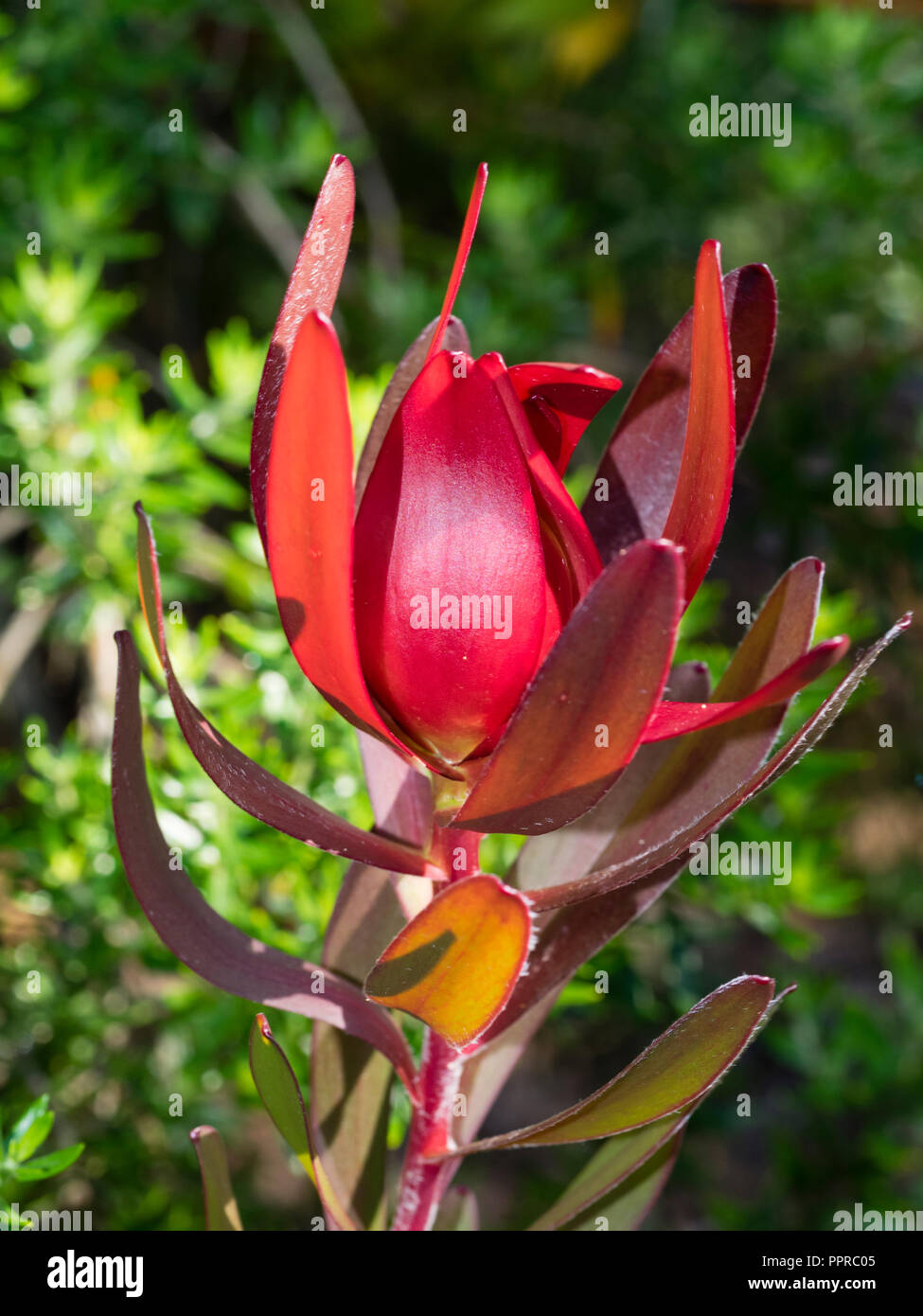 Long lasting red bracts enclose the autumn to winter flowers of the tender evergreen shrub, Leucadendron 'Safari Sunset', a Leucadendron laureolum hyb Stock Photo