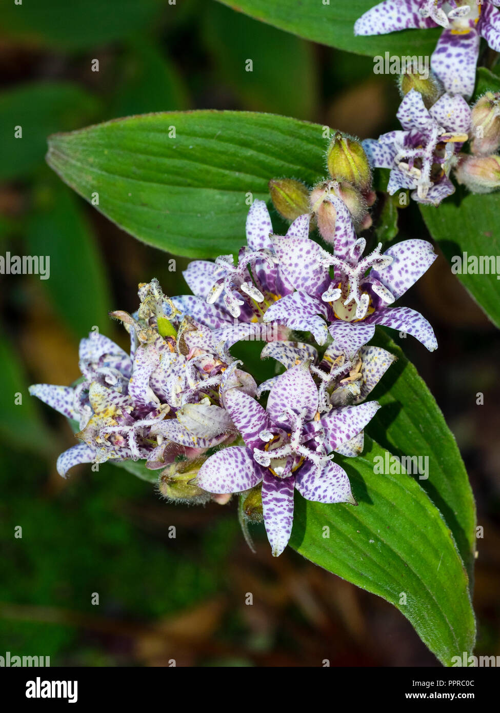 Clusters of purple spotted white flowers of the hardy perennial Japanese toad lily, Tricyrtis hirta Stock Photo