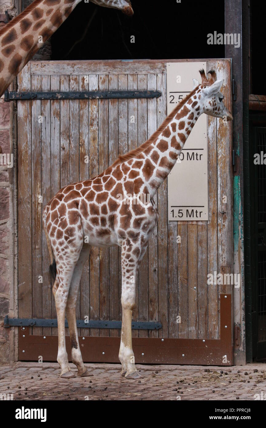 Chester Zoo animals Stock Photo Alamy