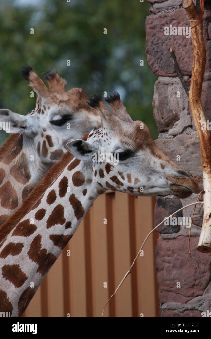 Chester Zoo animals Stock Photo Alamy