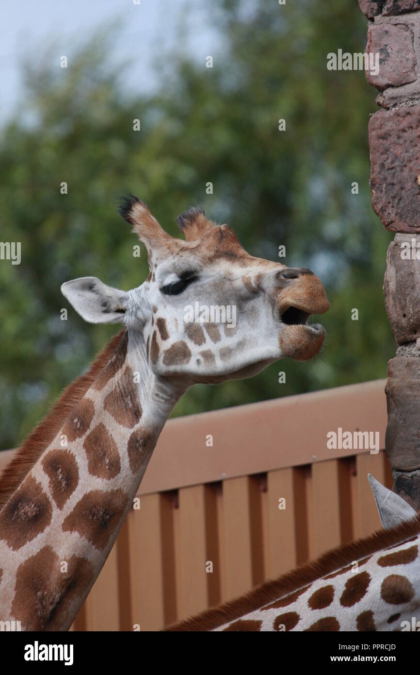 Chester Zoo animals Stock Photo Alamy